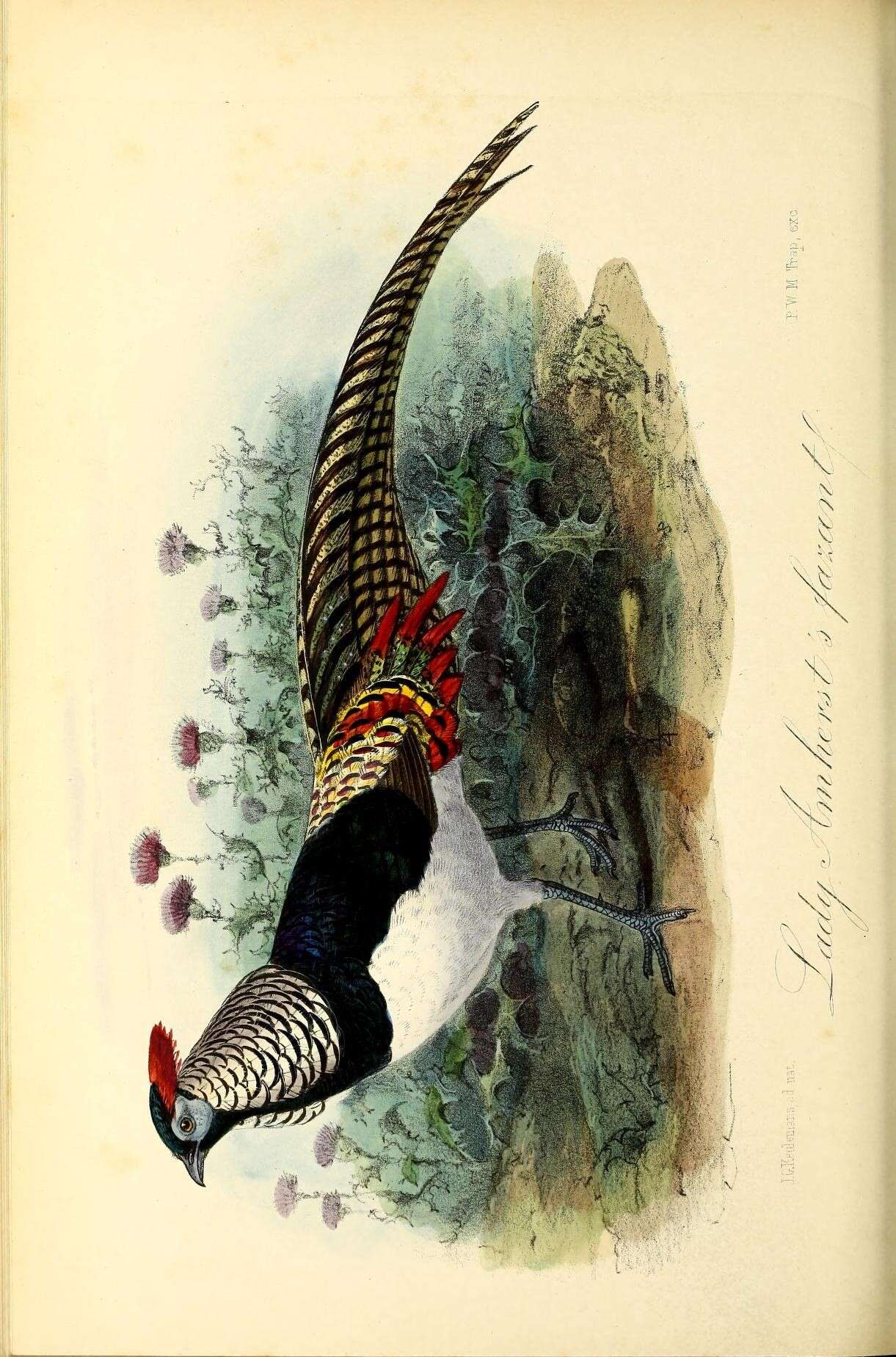 Image of Chrysolophus Gray & JE 1834