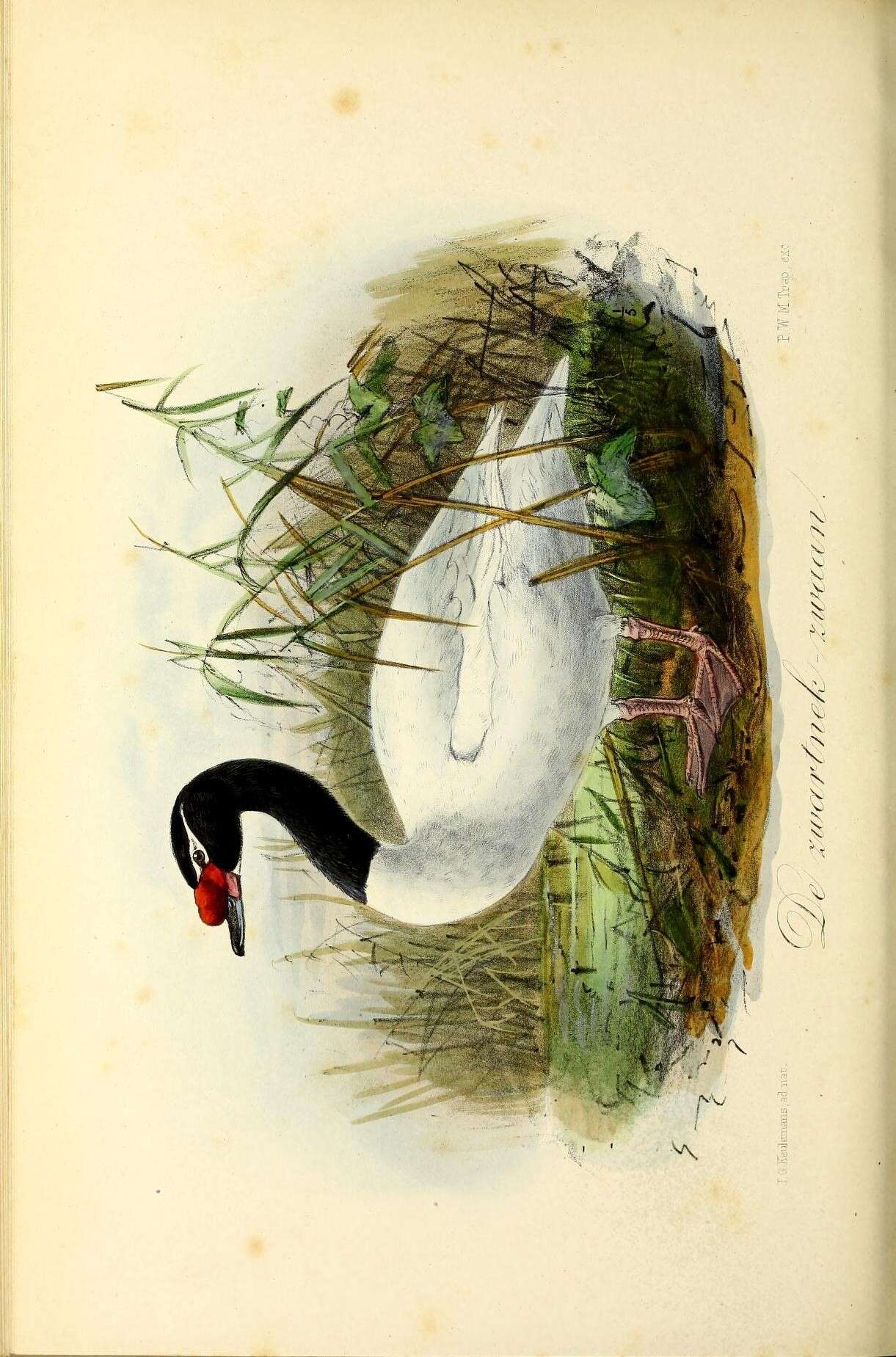 Imagem de Cisne-de-pescoço-preto