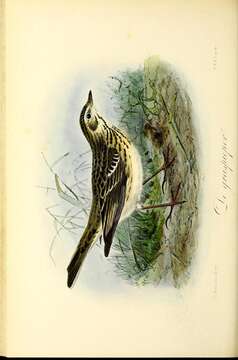 Image of Meadow Pipit