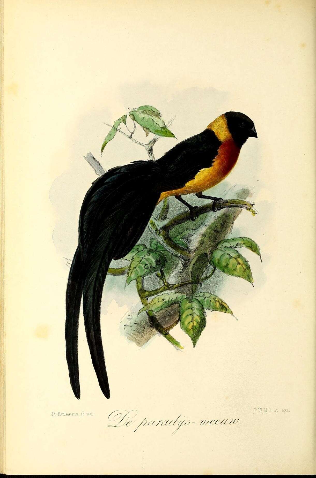 Image of Eastern Paradise-whydah