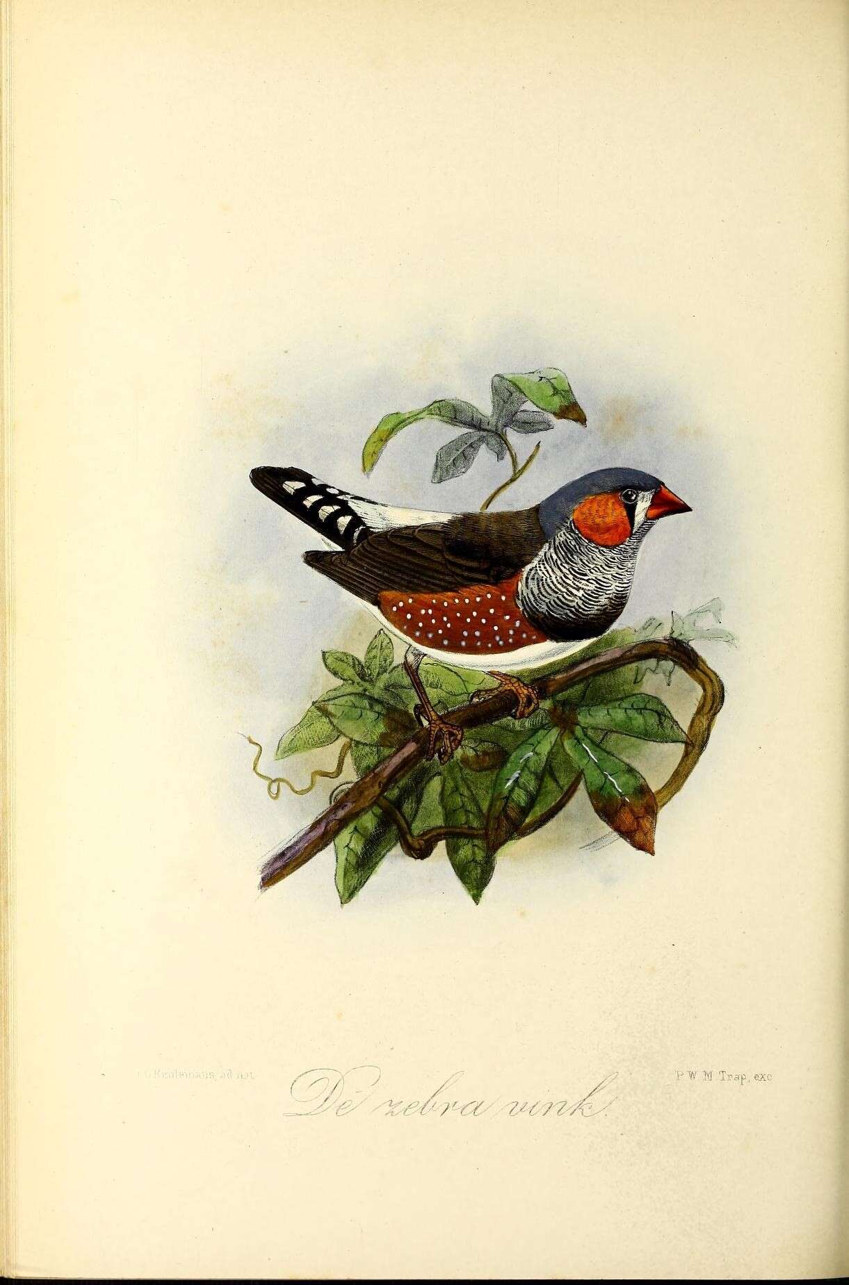 Image of Taeniopygia Reichenbach 1862