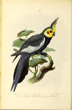 Image of Nymphicus Wagler 1832