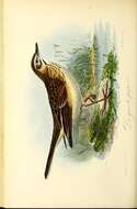 Image of Richard's Pipit