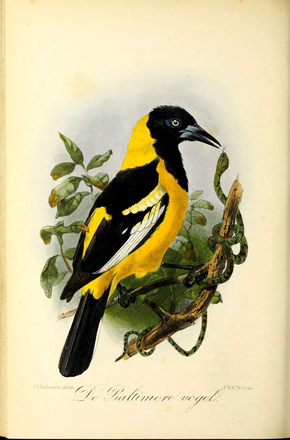 Image of Baltimore Oriole