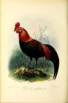 Image of Red Junglefowl