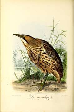 Image of great bittern, bittern