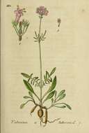 Imagem de Valeriana dioscoridis Sibth. & Sm.