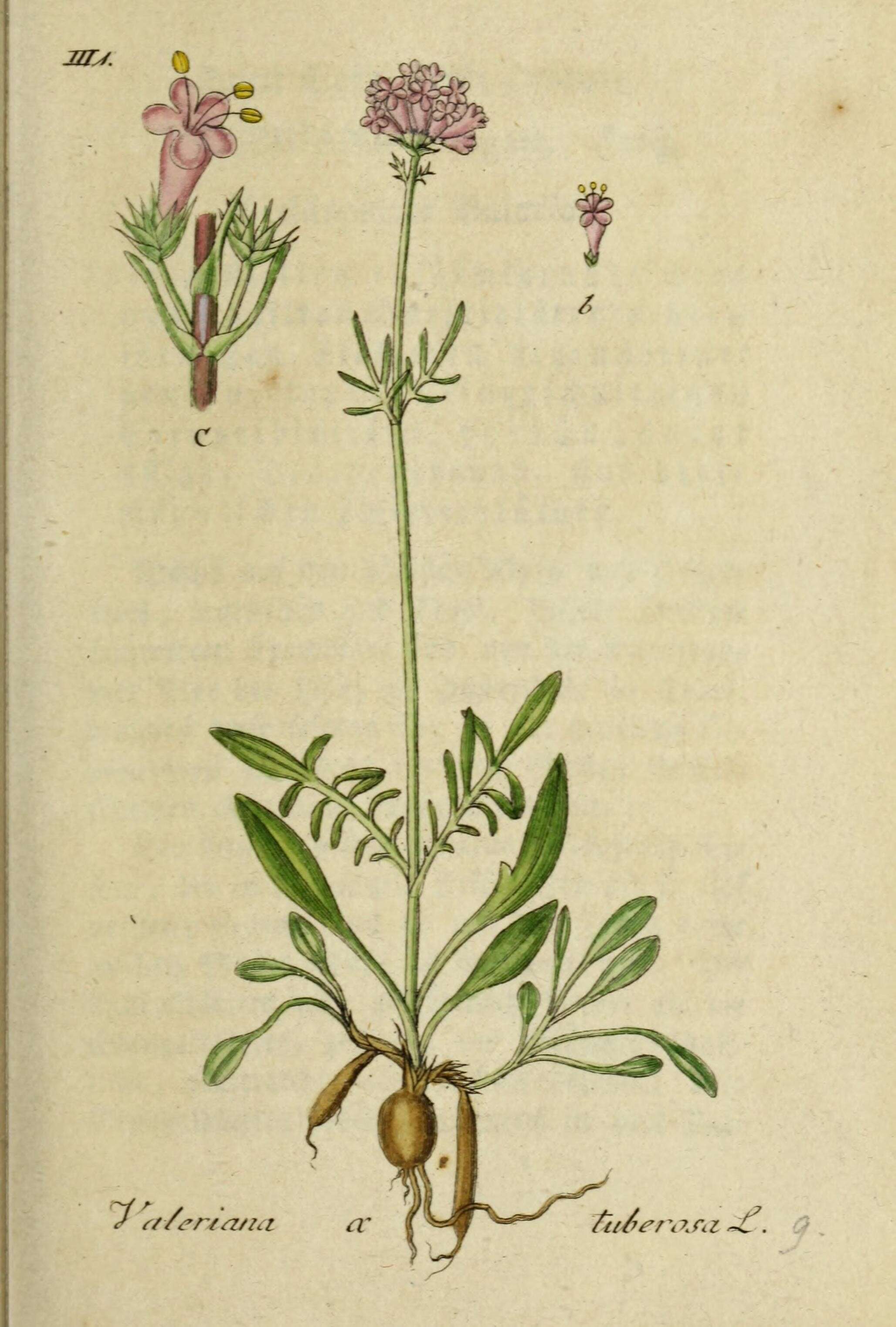 Image of Valeriana dioscoridis Sibth. & Sm.