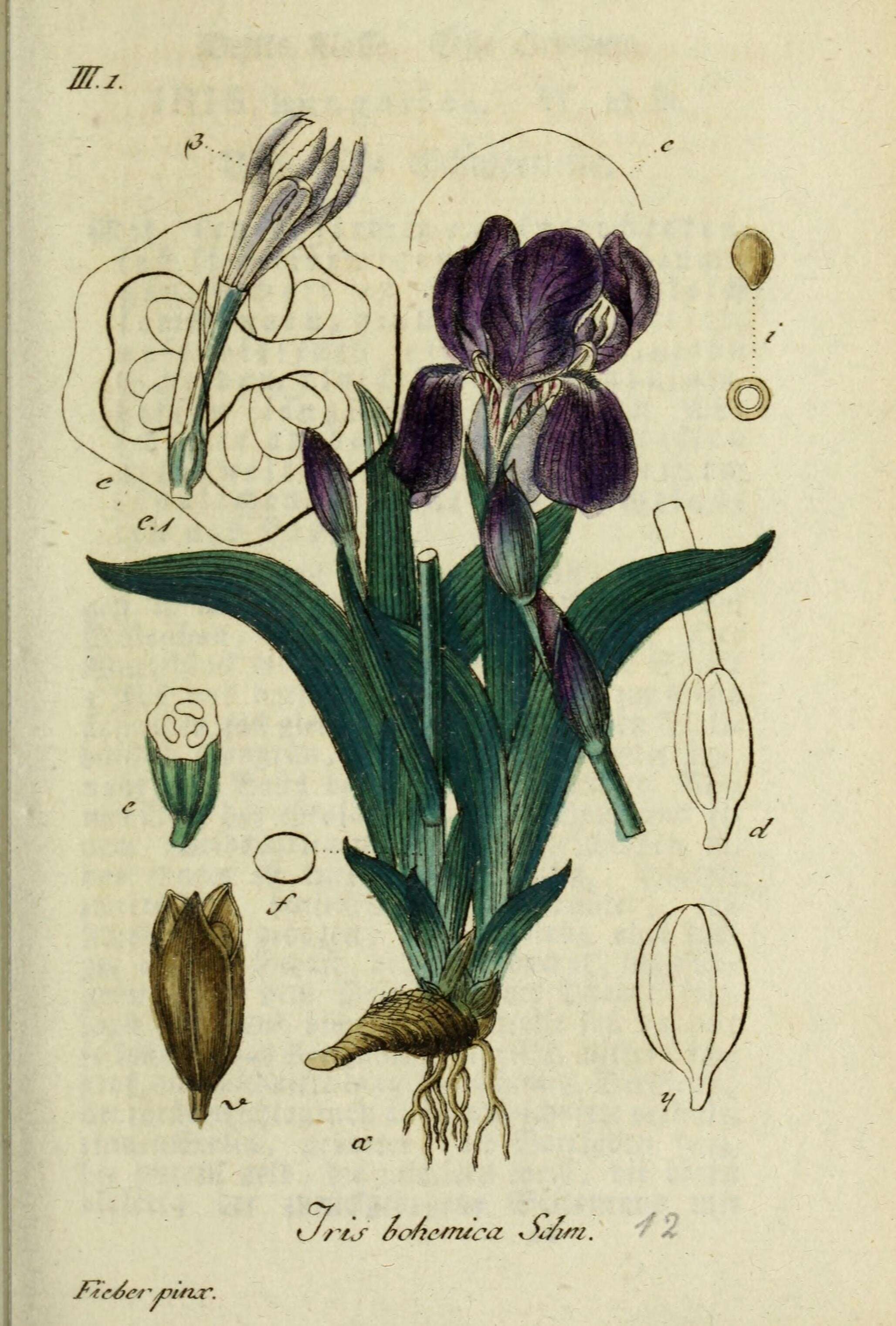 Image of stool iris