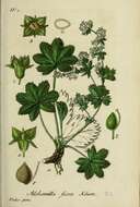 Image de Alchemilla fissa Günther & Schummel