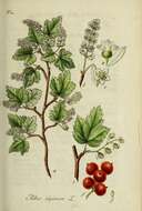 Image of Mountain Currant