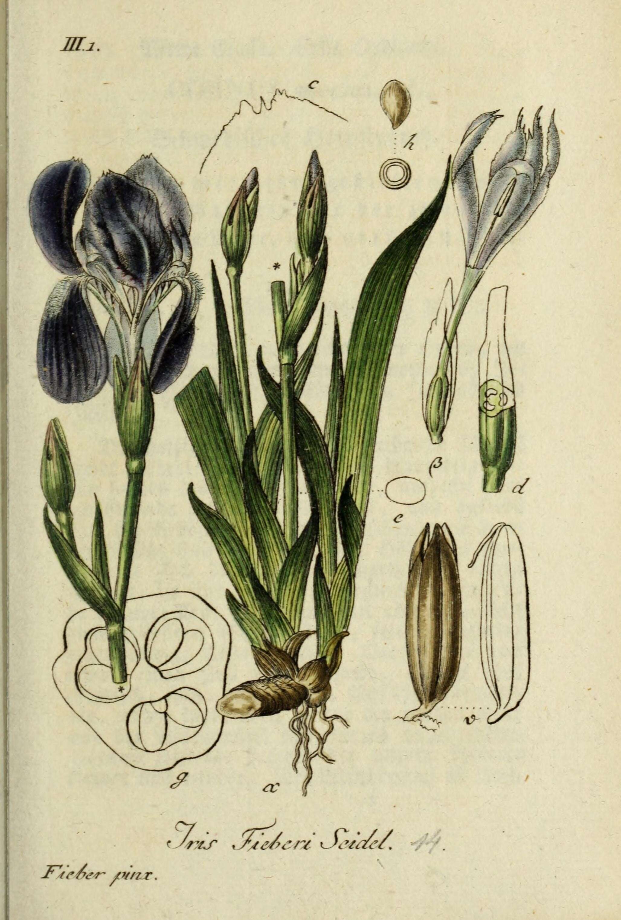 Image of stool iris