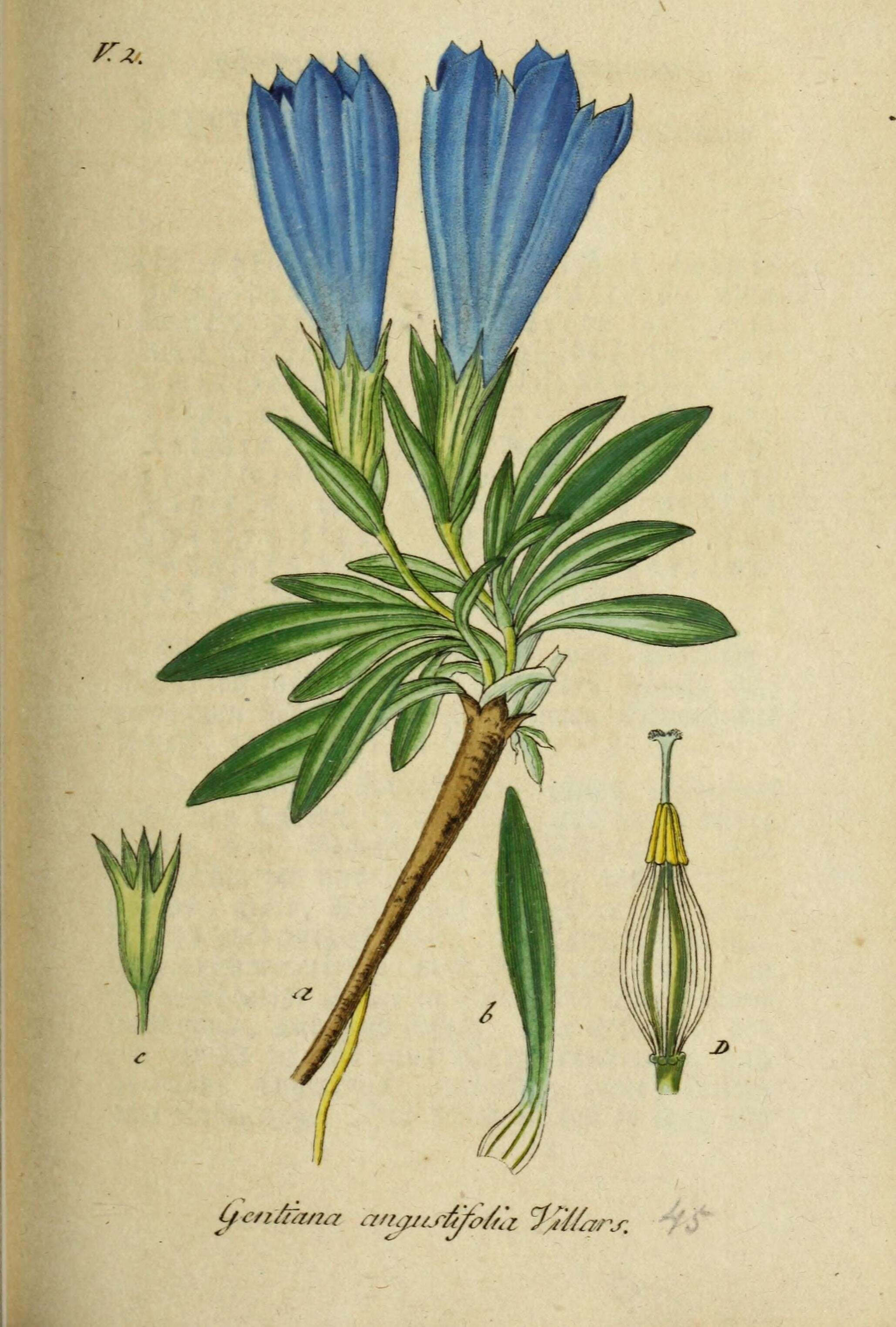 Image of Gentiana angustifolia Vill.