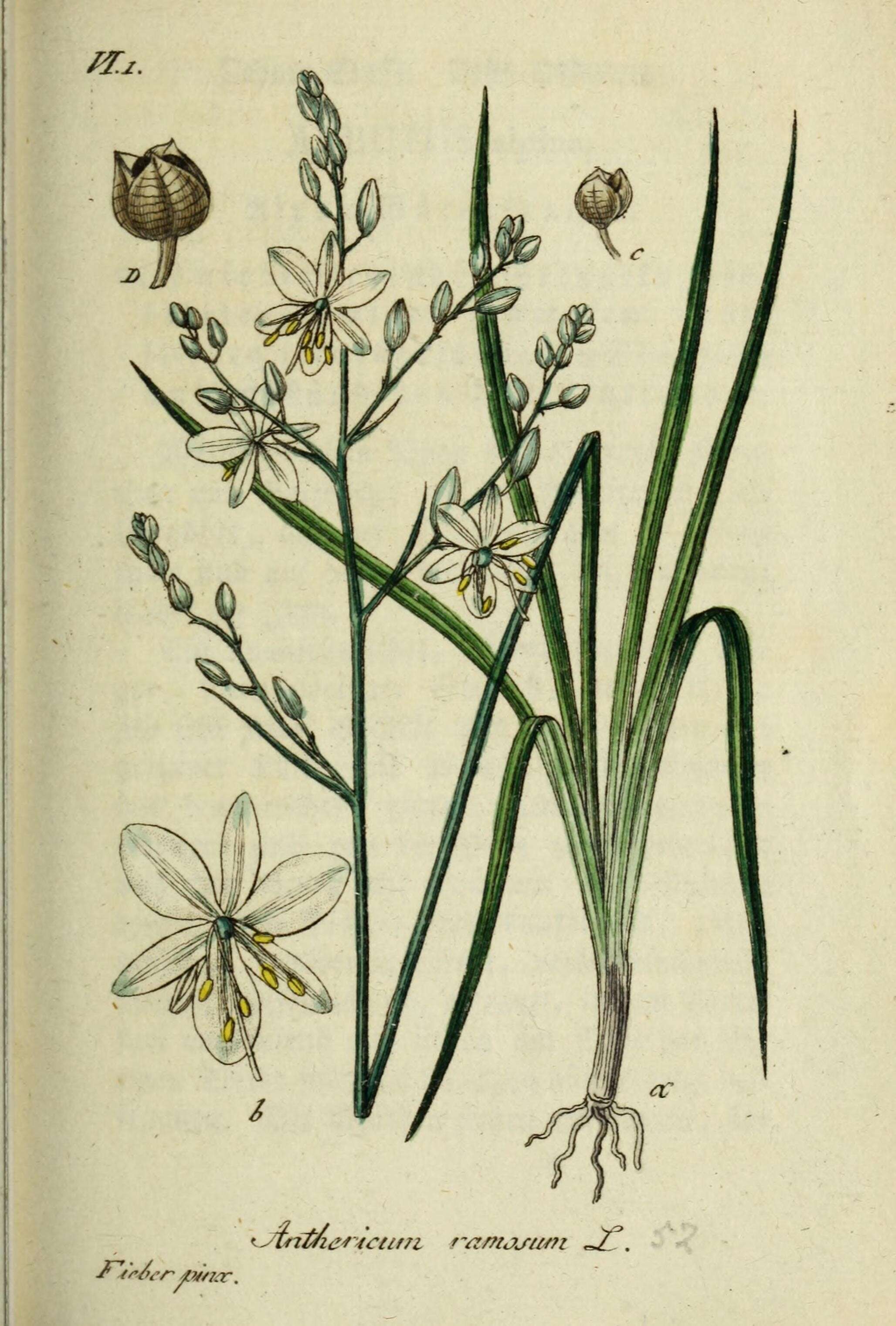 Image of Branched St Bernard's lily