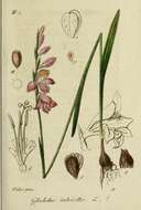 Image of Turkish Marsh Gladiolus