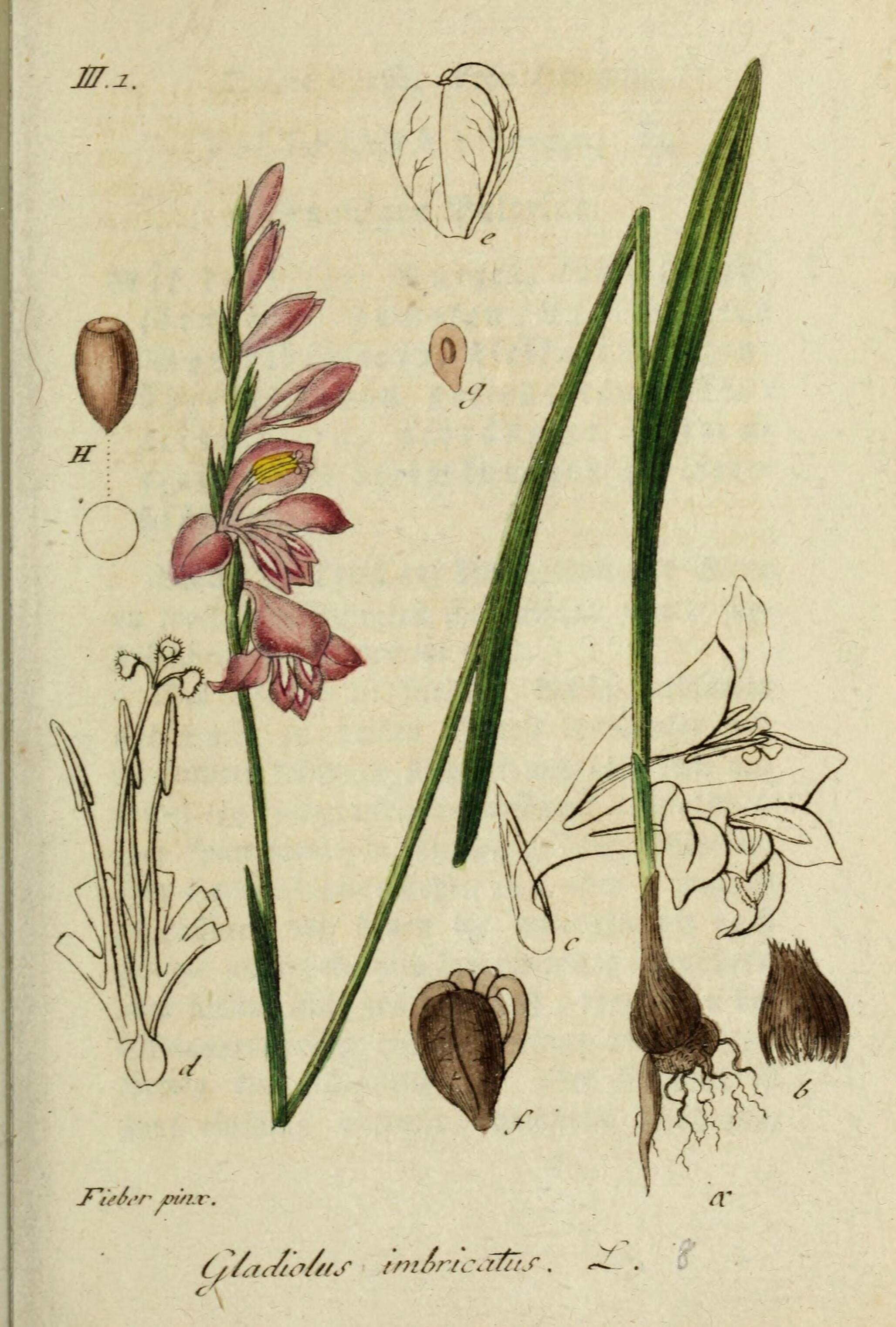 Слика од Gladiolus imbricatus L.