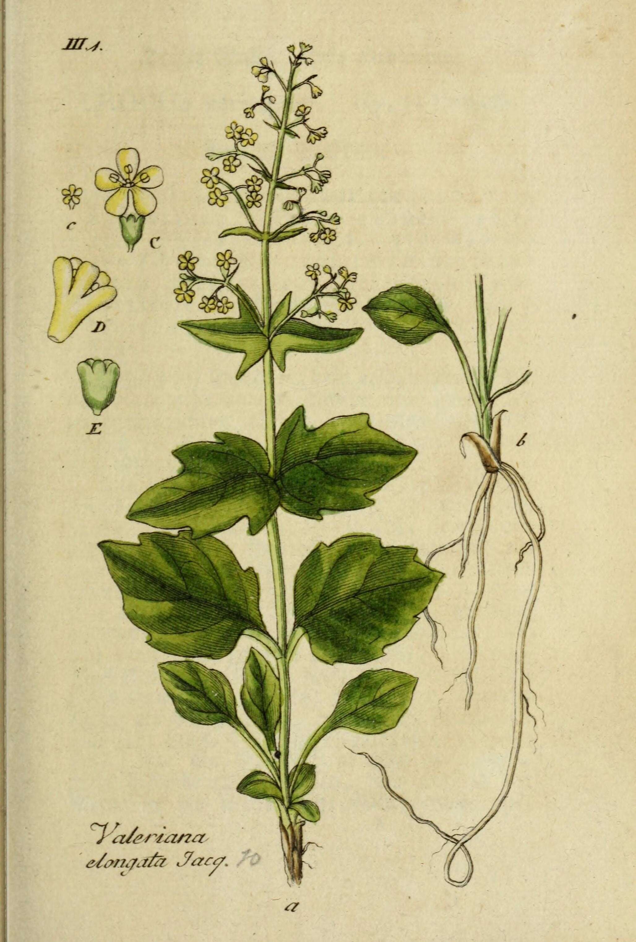 Image de Valeriana elongata Jacq.