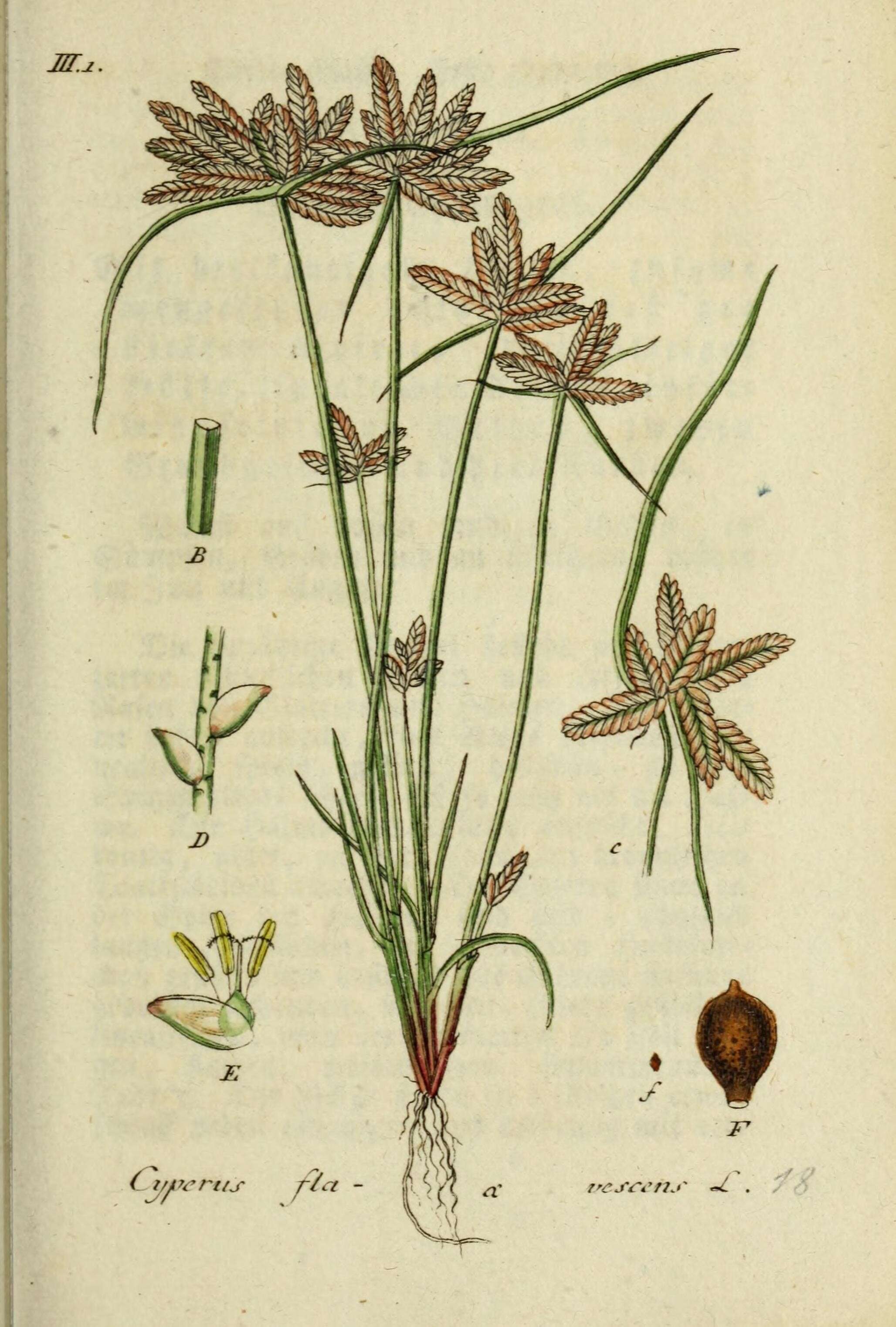 Image of Yellow Flat Sedge