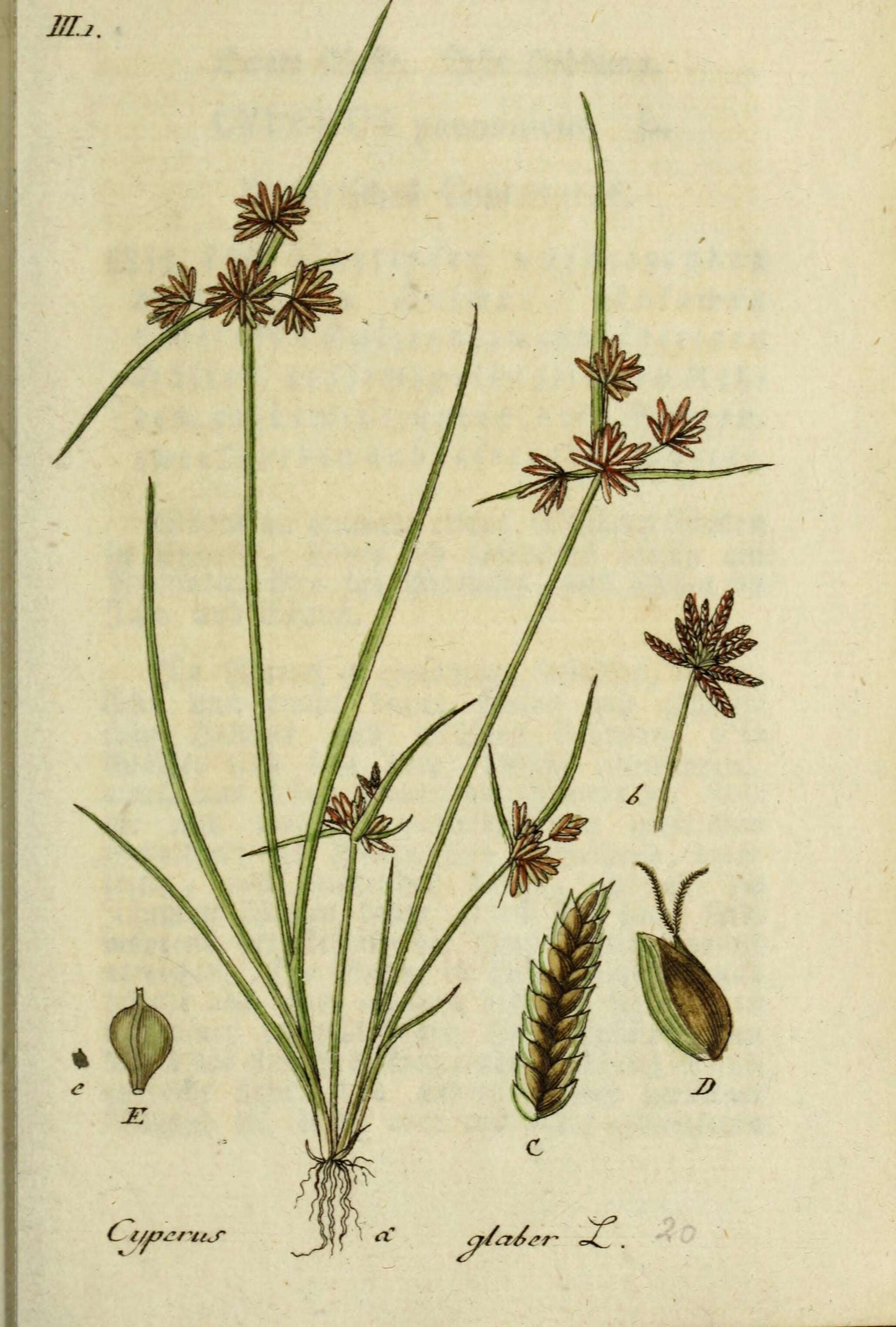 Image of Cyperus glaber L.