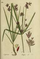 Imagem de Cyperus longus L.