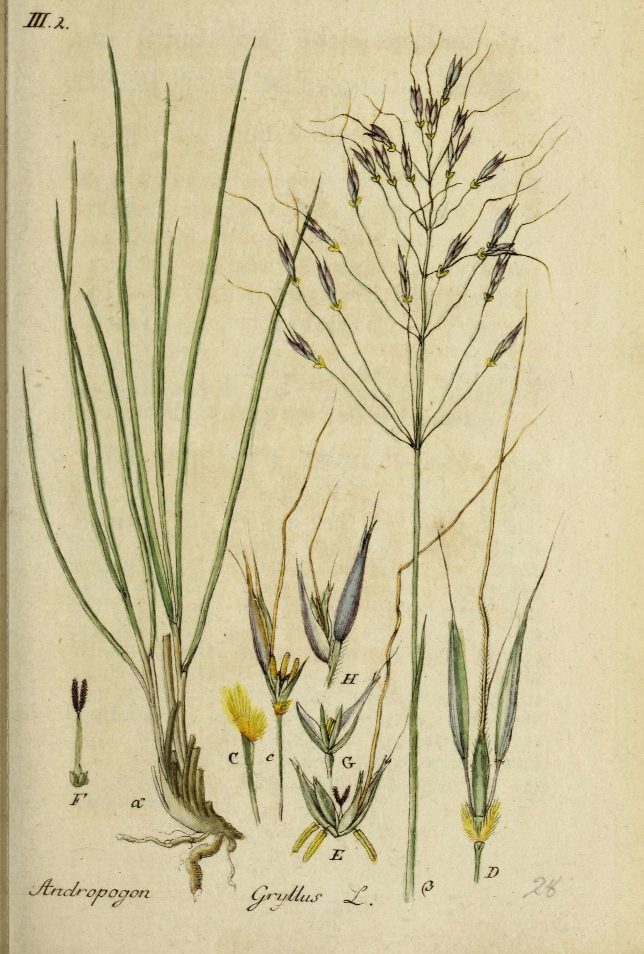 Image of Scented Grass