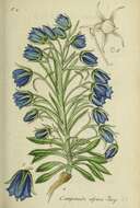 Image of Alpine Bellflower