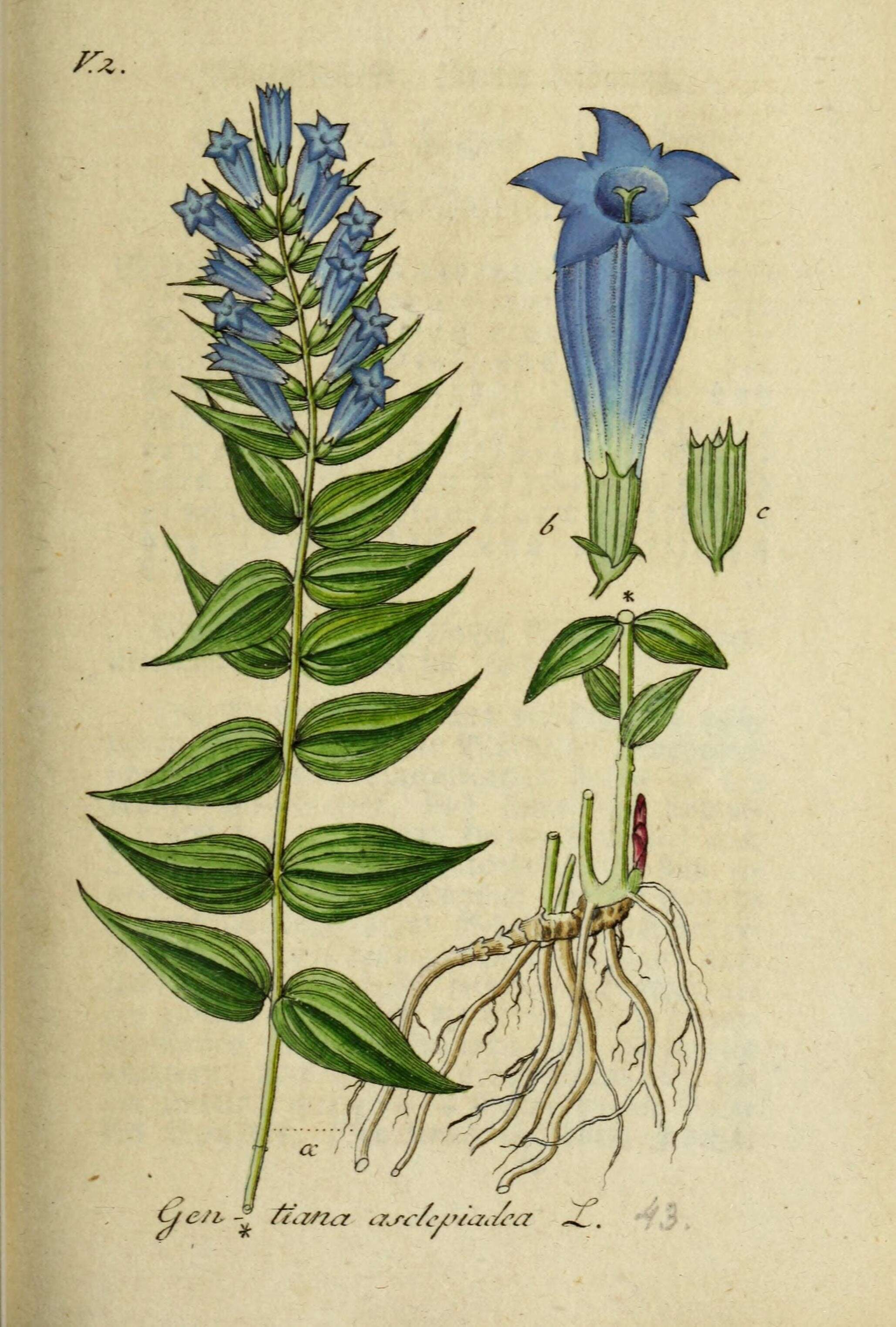 Image of Gentiana asclepiadea L.