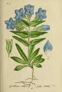 Image of field gentian