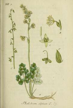 Image of alpine meadow-rue