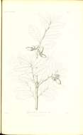 Image of Quercus cubana A. Rich.