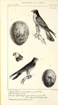 Image of Red-footed Falcon