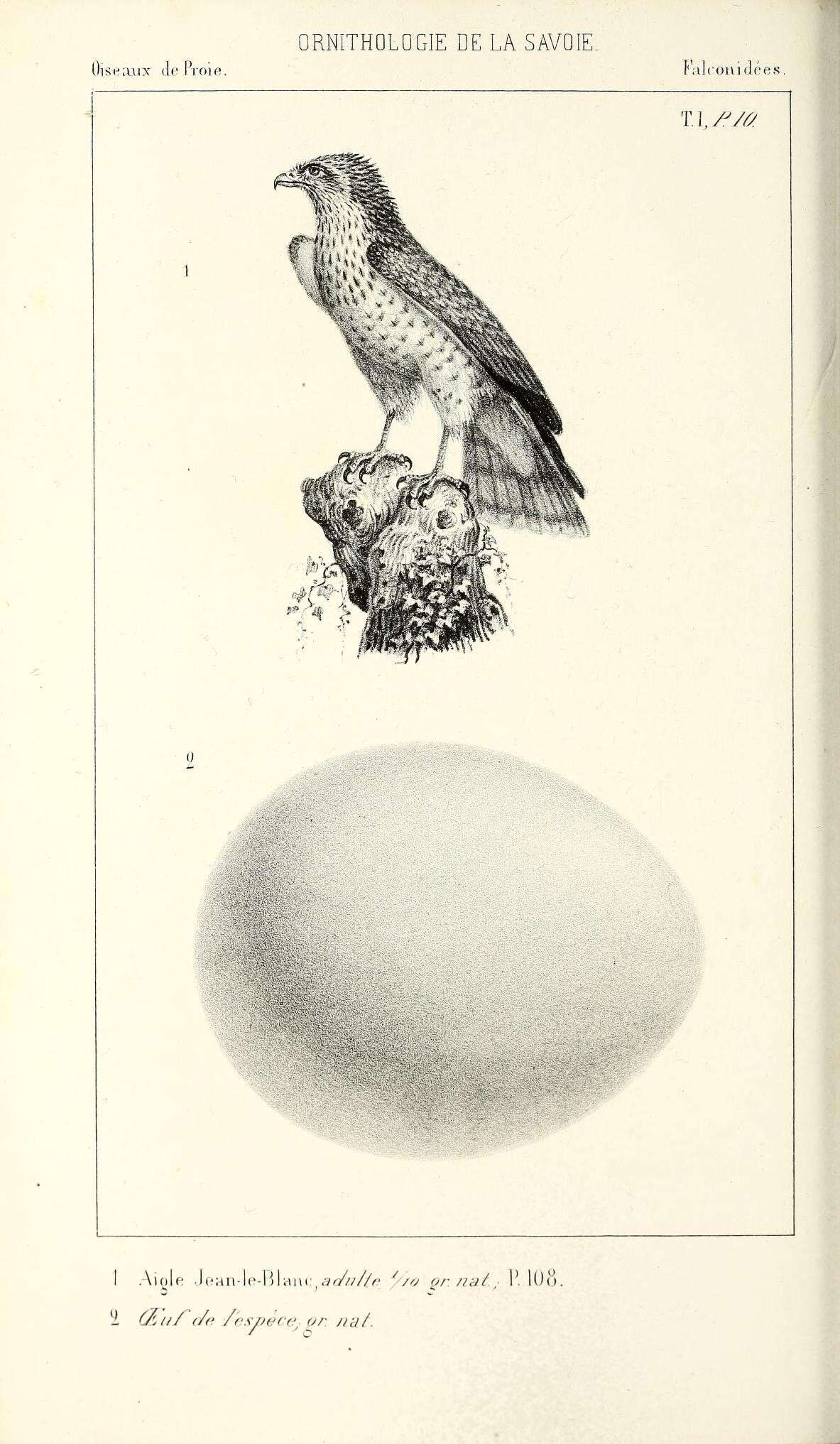 Image of Short-toed Eagle