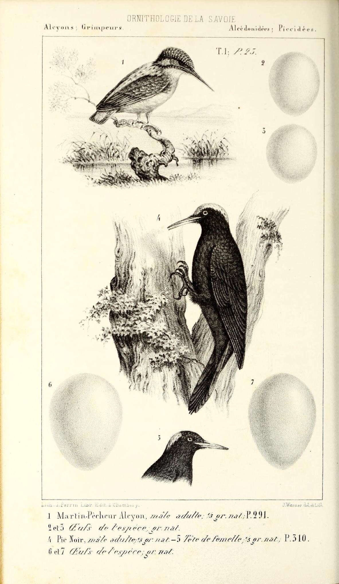 Image of Alcedo Linnaeus 1758