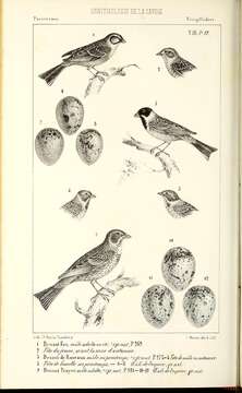 Imagem de Emberiza cia Linnaeus 1766