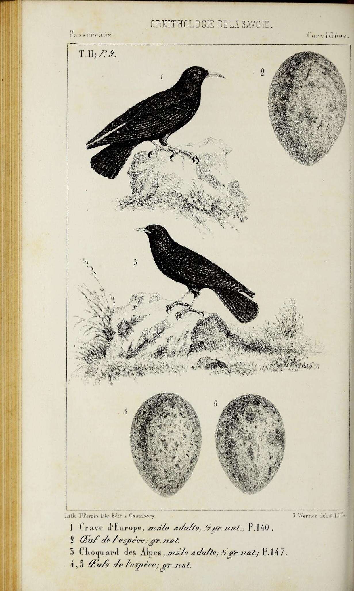 Image of Chough