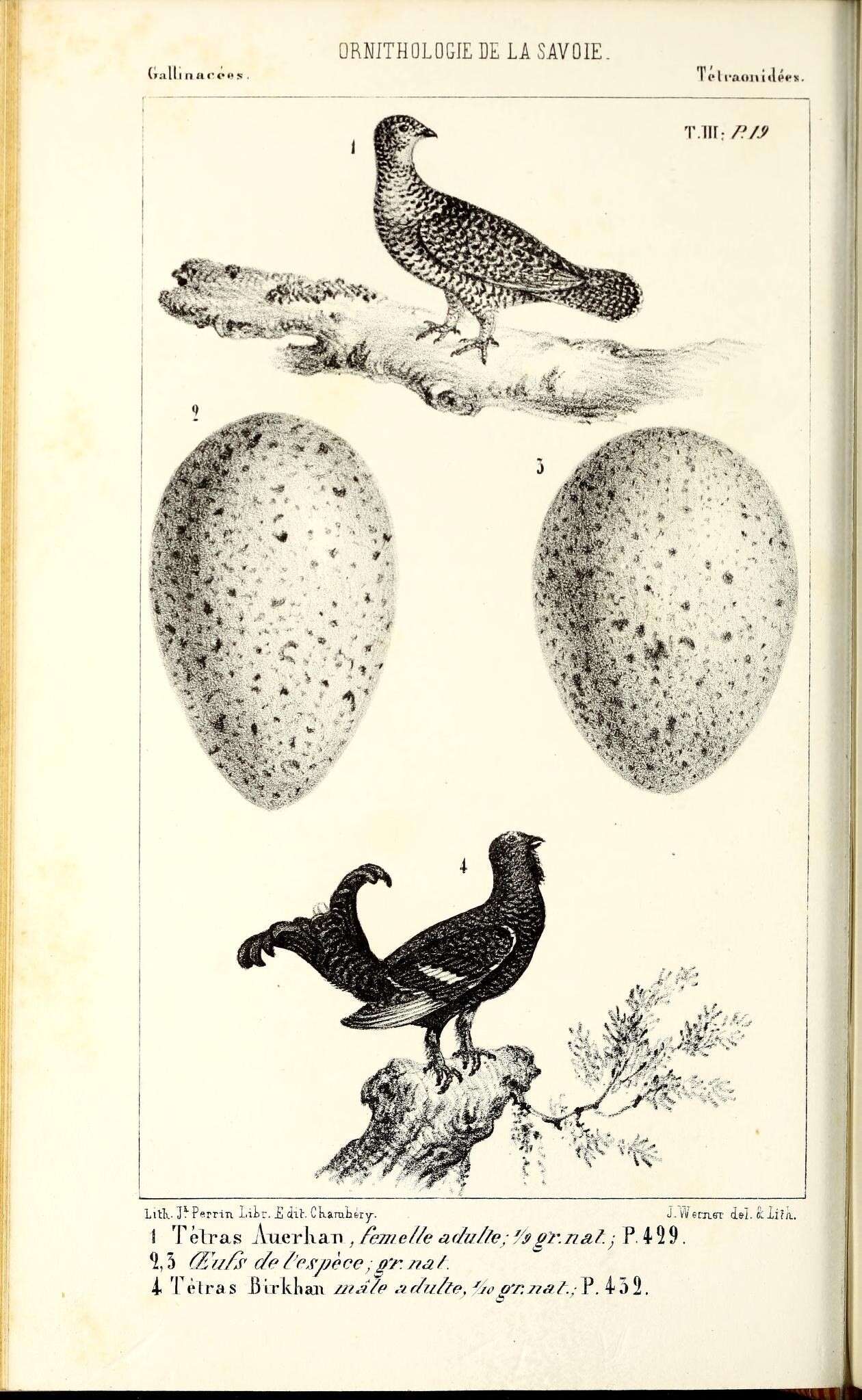 Image of Tetrao Linnaeus 1758