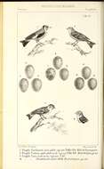 <i>Fringilla carduelis</i>的圖片