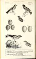 Imagem de Fringilla Linnaeus 1758