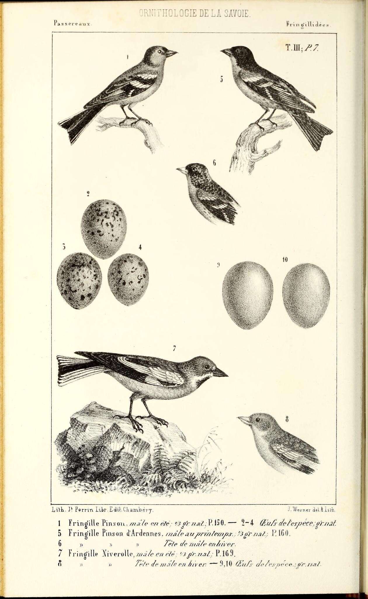 Image of Fringilla Linnaeus 1758