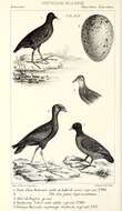 Image of Common Moorhen