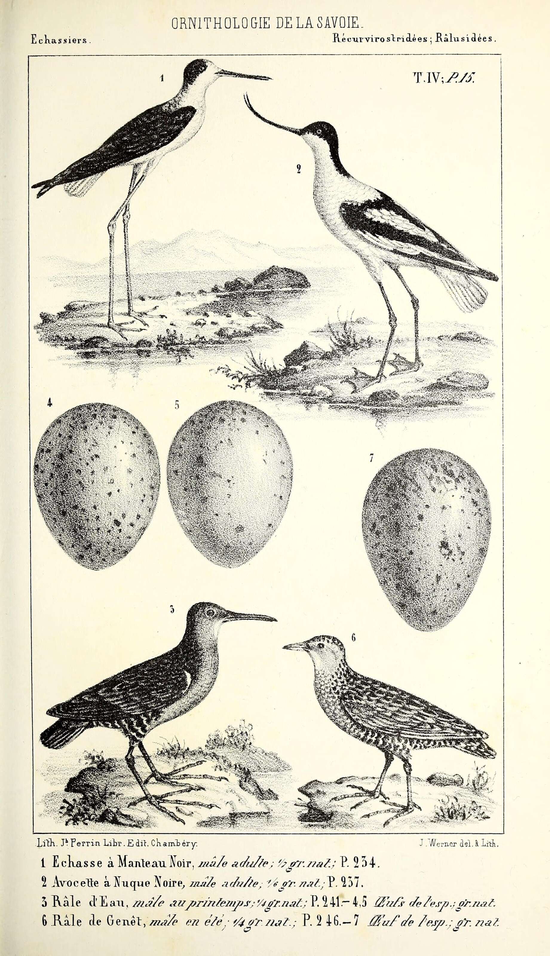 Plancia ëd Himantopus himantopus (Linnaeus 1758)