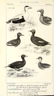 Image of Eider