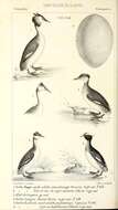 Image of Podiceps Latham 1787