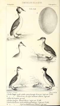 Image of Podiceps Latham 1787