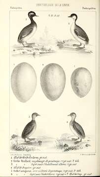 Image of Podiceps Latham 1787