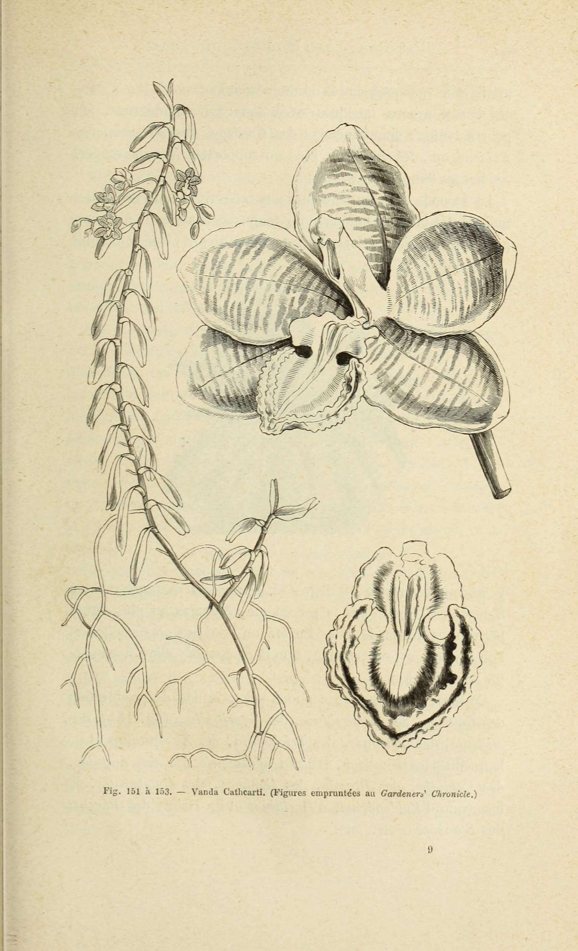 Image of Arachnis cathcartii (Lindl.) J. J. Sm.