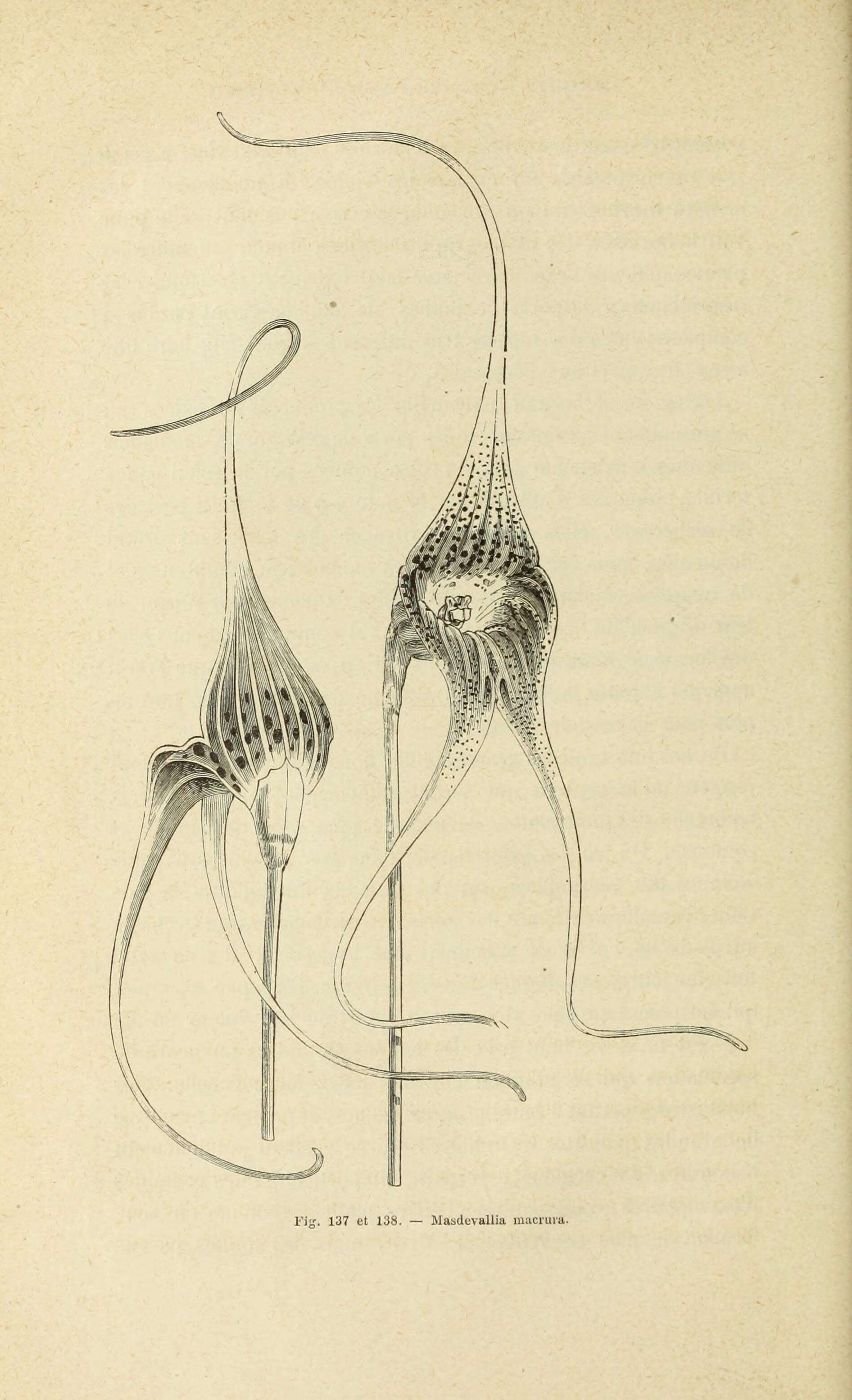 Image of Masdevallia macrura Rchb. fil.