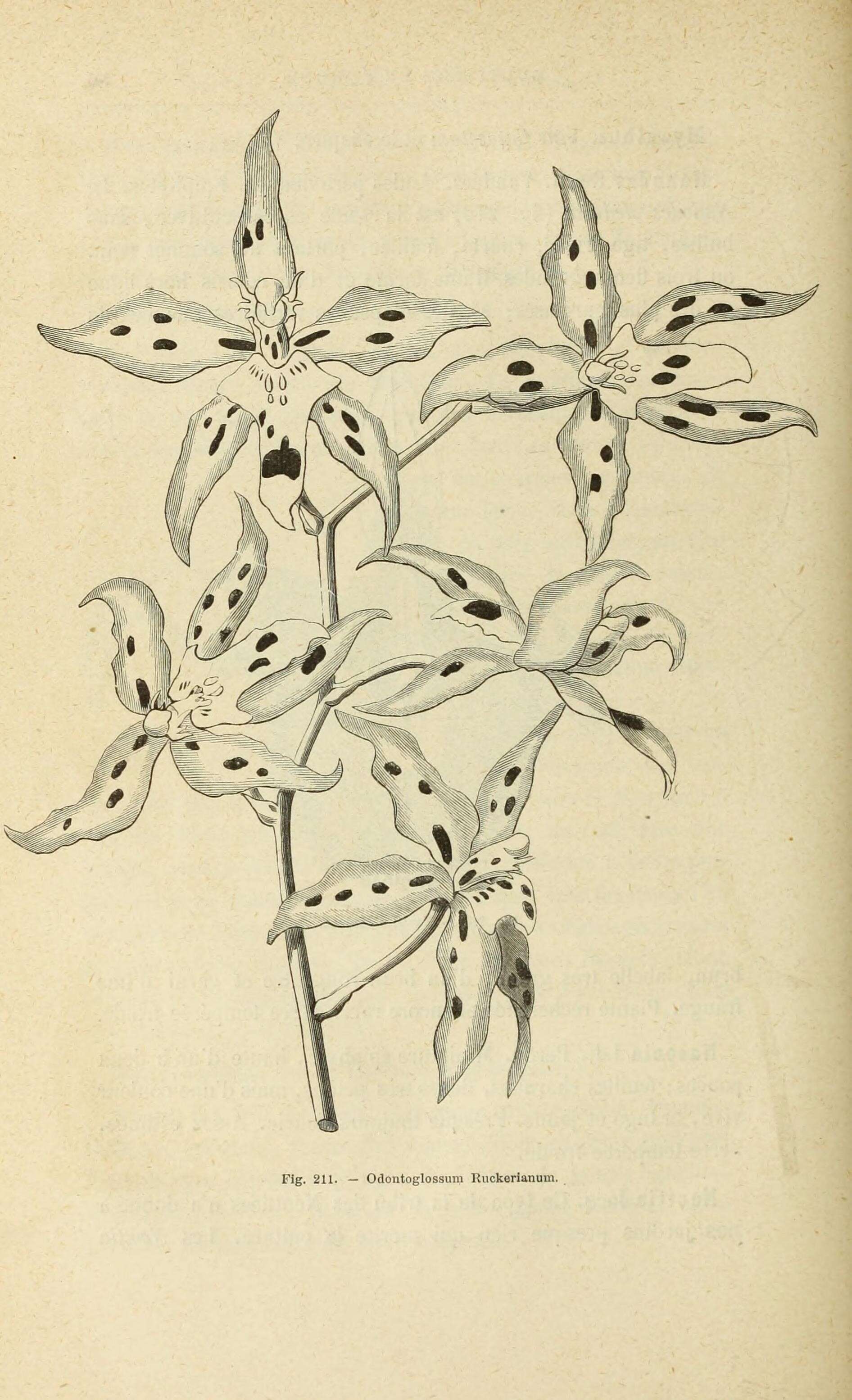 Image of Oncidium andersonianum (Rchb. fil.) M. W. Chase & N. H. Williams