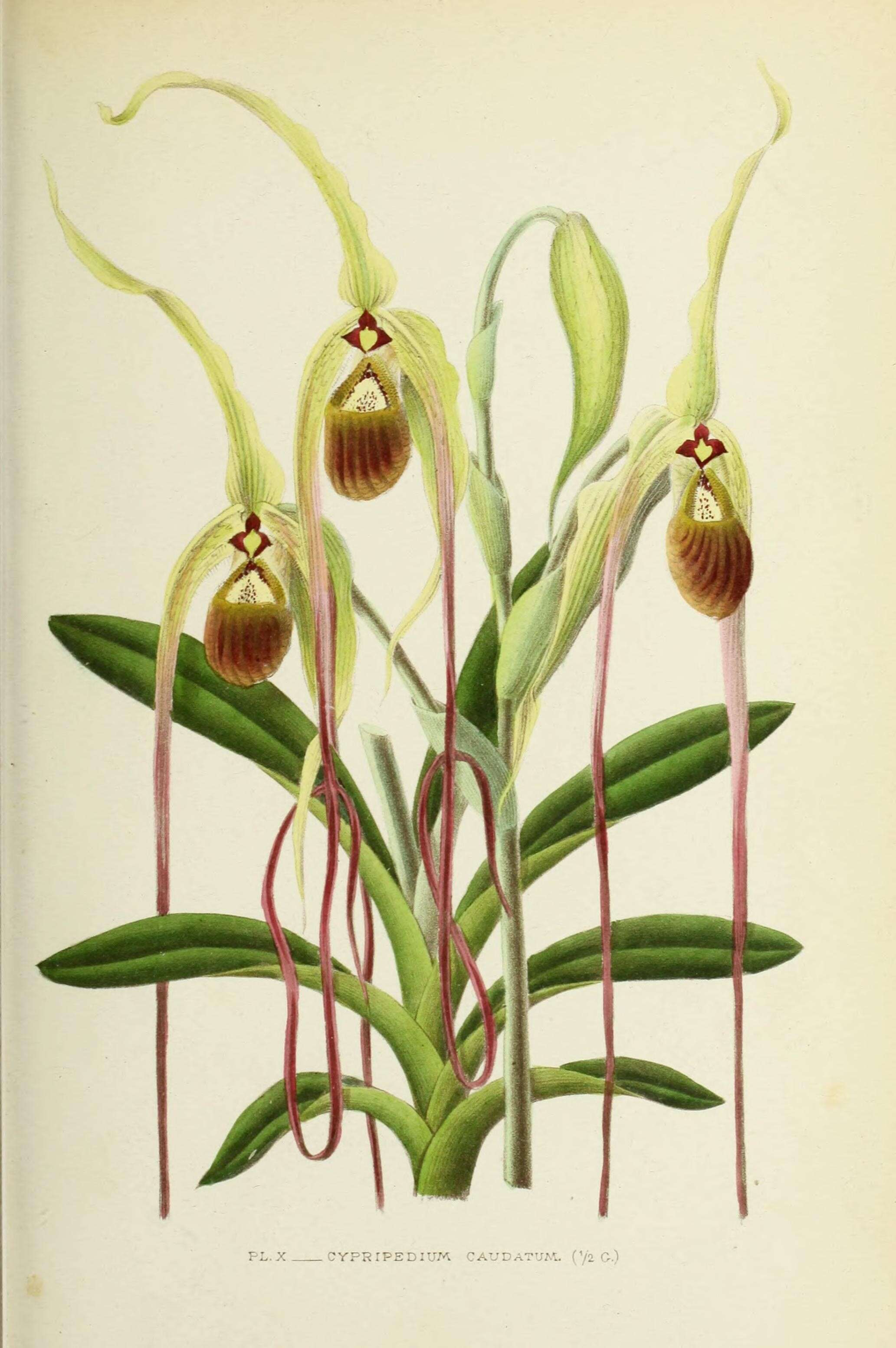 Image de Phragmipedium caudatum (Lindl.) Rolfe