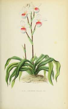 Image of Schlimm's Phragmipedium